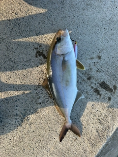 ショゴの釣果