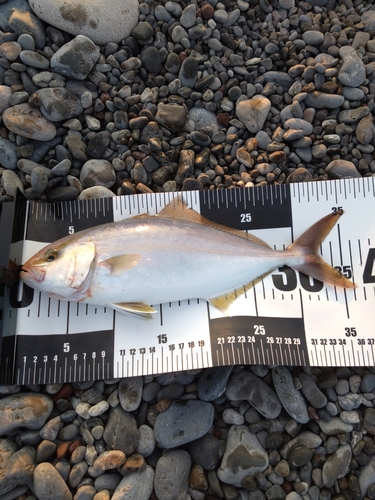 ショゴの釣果