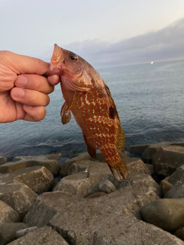 キジハタの釣果