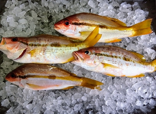 ヨコスジフエダイの釣果