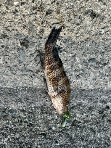 オオモンハタの釣果