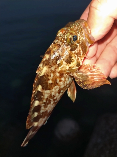 カサゴの釣果