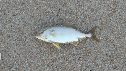 ショゴの釣果