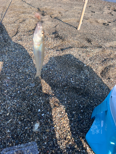 キスの釣果