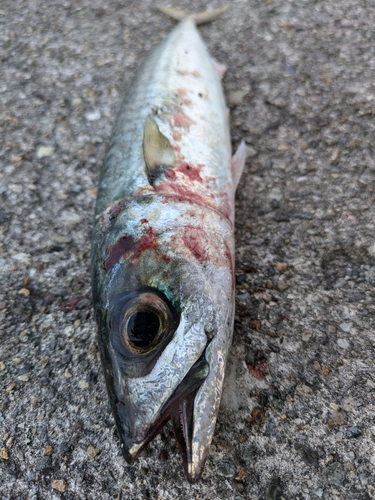 サバの釣果