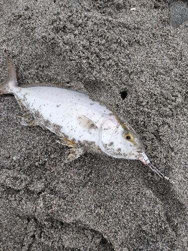 ショゴの釣果