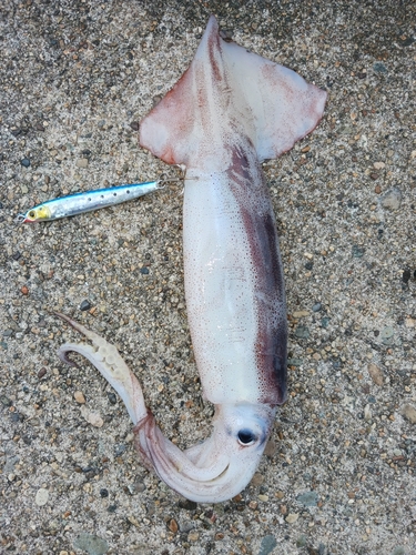 スルメイカの釣果