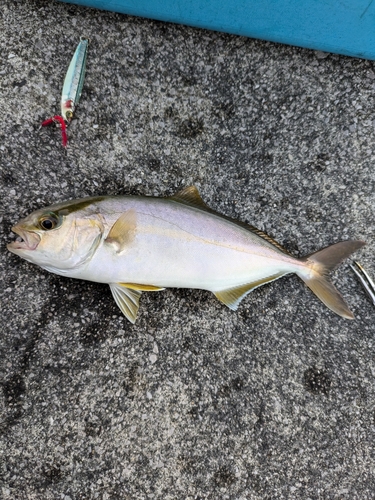 シオの釣果