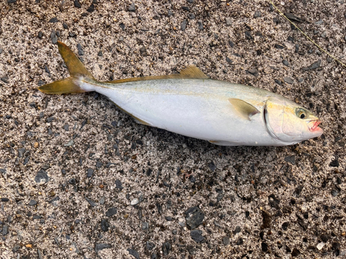 ワカシの釣果