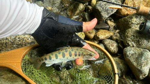 ヤマメの釣果