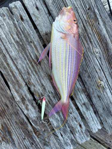 イトヨリダイの釣果