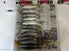 アジの釣果