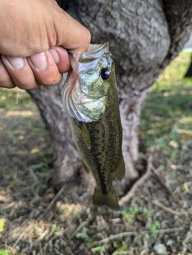 ラージマウスバスの釣果