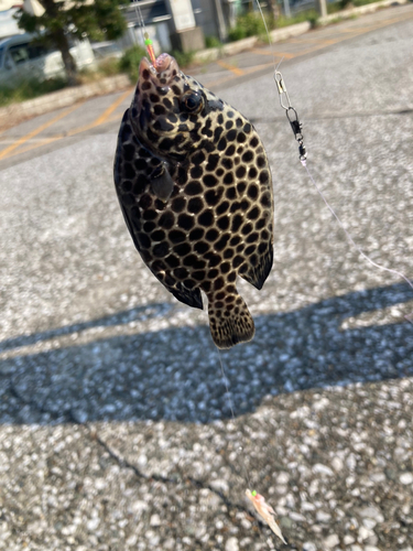 イシガキダイの釣果