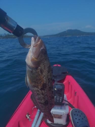 アイナメの釣果