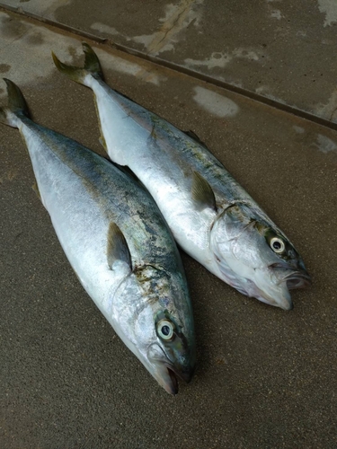 ヒラマサの釣果