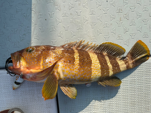 アオハタの釣果