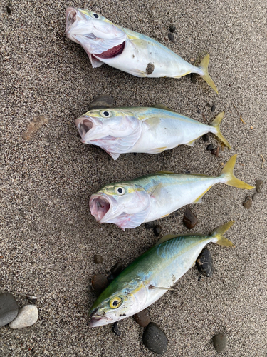 ワカシの釣果