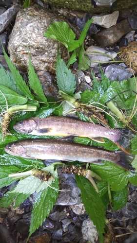 イワナの釣果