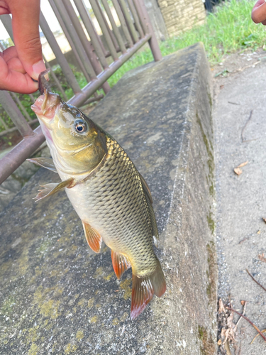 コイの釣果