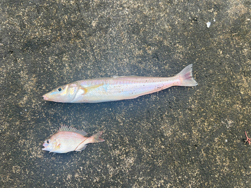 キスの釣果