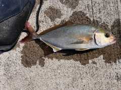 ショゴの釣果