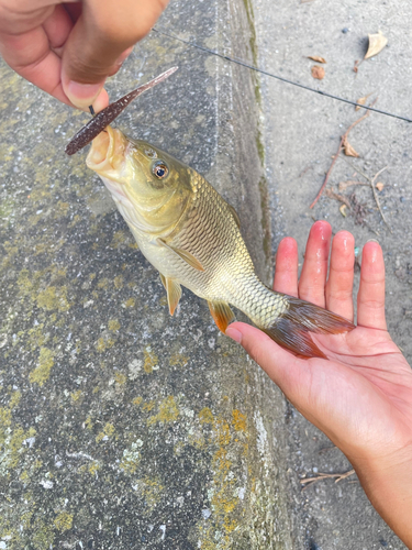 コイの釣果