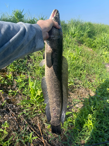 ライギョの釣果