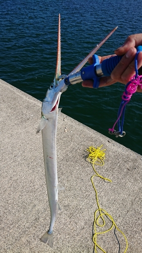 ダツの釣果