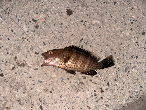 オオモンハタの釣果