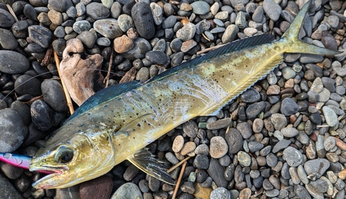 シイラの釣果