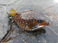 ハコフグの釣果