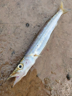 カマスの釣果