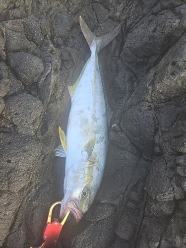 ヒラマサの釣果