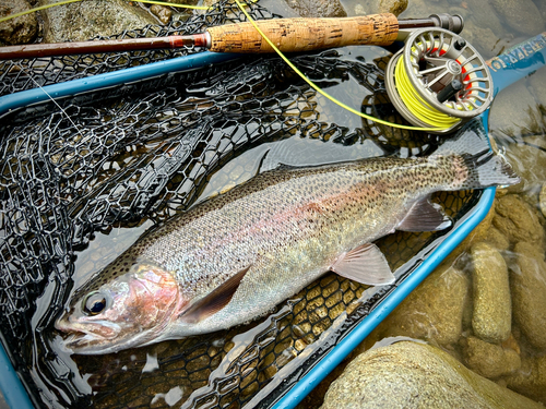 ニジマスの釣果