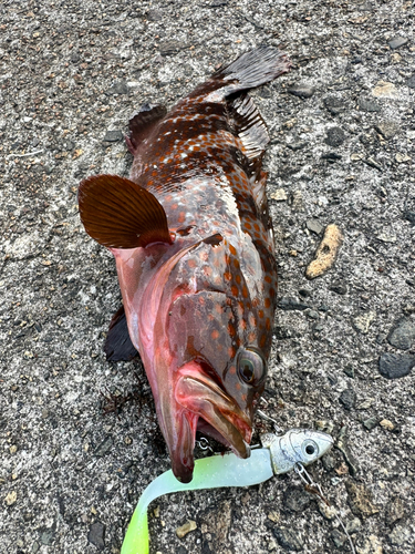 アコウの釣果