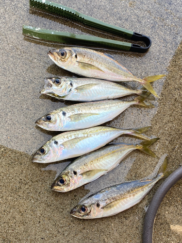 アジの釣果