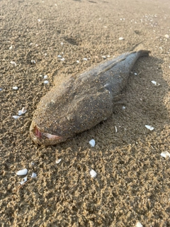 マゴチの釣果