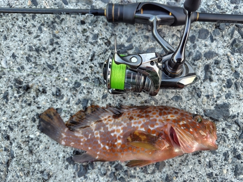 アコウの釣果