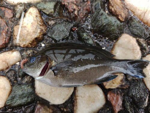 メジナの釣果