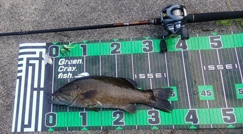 スモールマウスバスの釣果