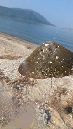 アカエイの釣果