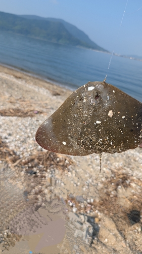 アカエイの釣果