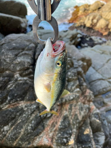 ワカシの釣果