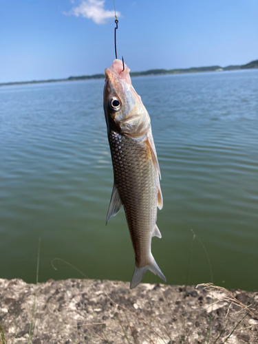 ニゴイの釣果