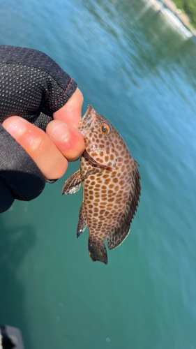 オオモンハタの釣果