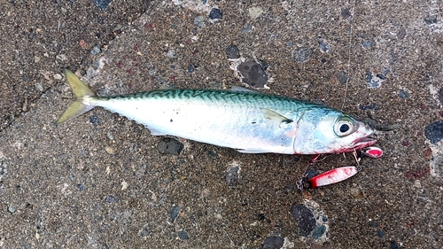 サバの釣果