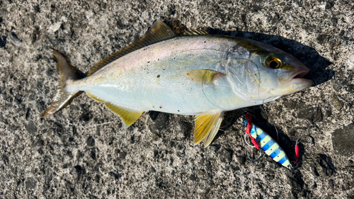 ショゴの釣果