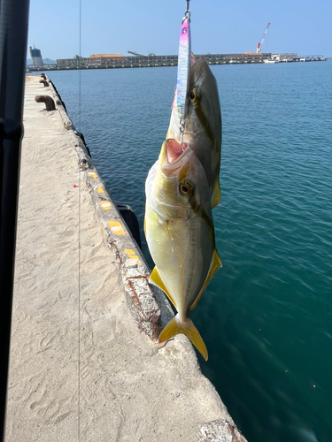 ネリゴの釣果