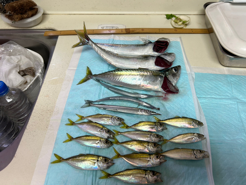 サバの釣果